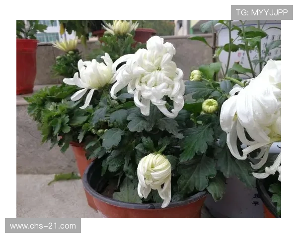 二十一点扑克牌规则五小玩法介绍：新手必学的五小策略